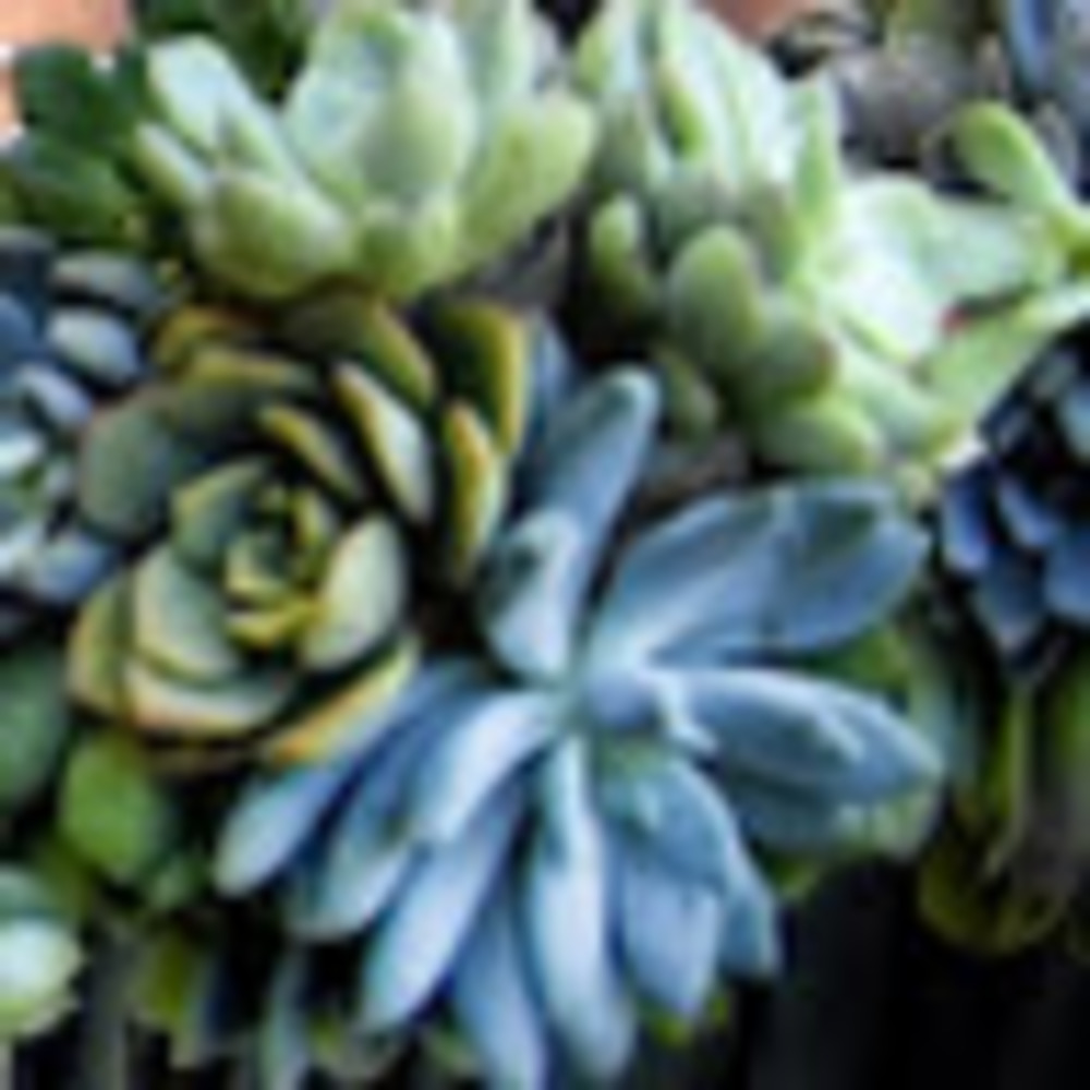 Meet your Posher, Vreeke